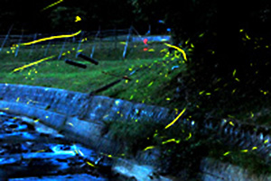 飛び交う蛍の写真。